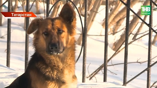 «Отлов, 20 дней, усыпление»: в Татарстане утвердили жесткий порядок обращения с бездомными животными