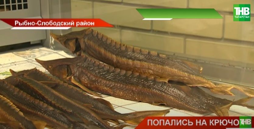 В Рыбно-Слободском районе Татарстана сотрудники Россельхознадзора изъяли 170 кг браконьерской рыбы - видео