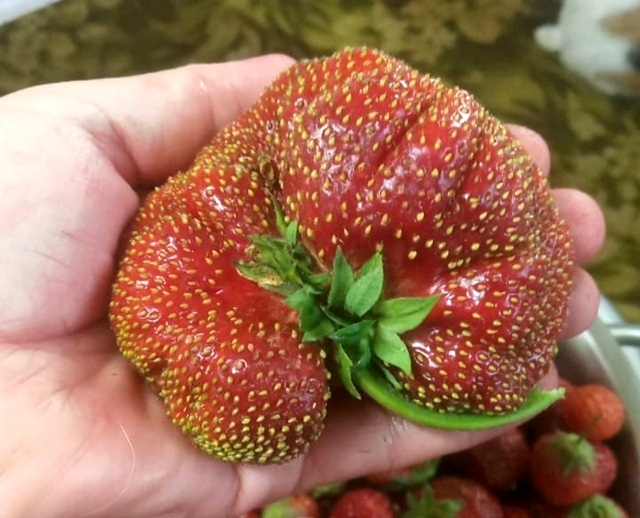 Клубнику размером с ладонь вырастила жительница Татарстана