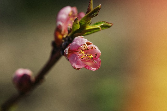 Ранняя и теплая весна придет в Татарстан