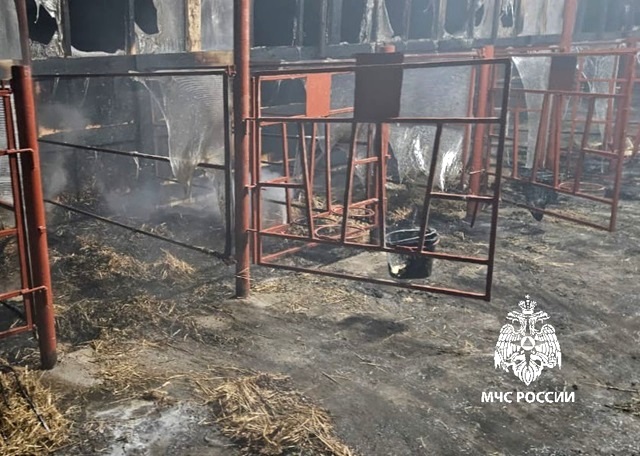 Татарстанда янгында 25 бозау һәлак булган 