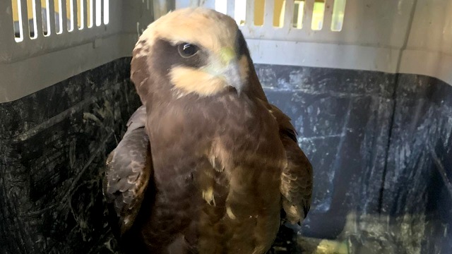 Болотного луня спасли в Татарстане