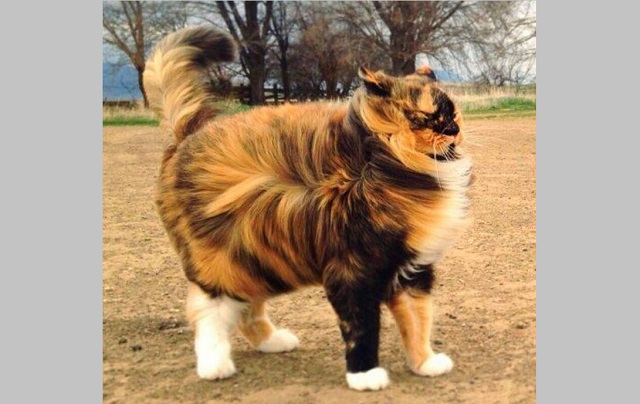 Татарстанда икенче көн рәттән көчле җил көтелә