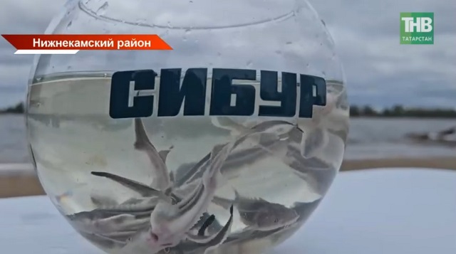 200 000 мальков стерляди выпустили в Каму сотрудники нижнекамского предприятия «СИБУРа»