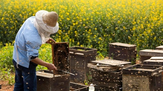 Более 30 га медоносов планируют посеять в Татарстане в 2023 году