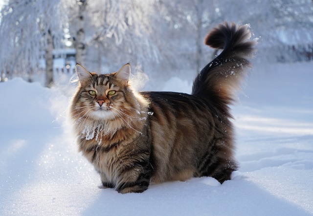 Трескучие морозы возвращаются: в Татарстане температура упадет до -23 градусов