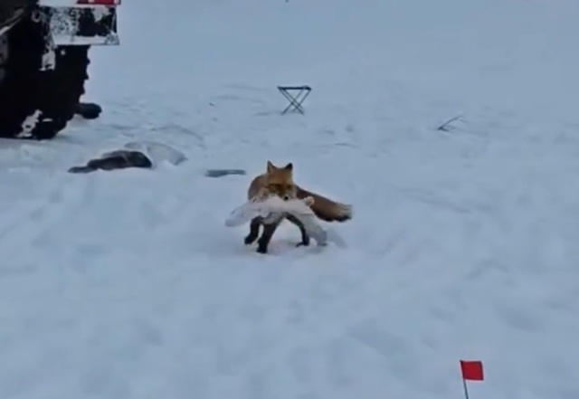 Лисица-воришка: чукотские рыбаки остались без улова из-за наглого зверя — видео