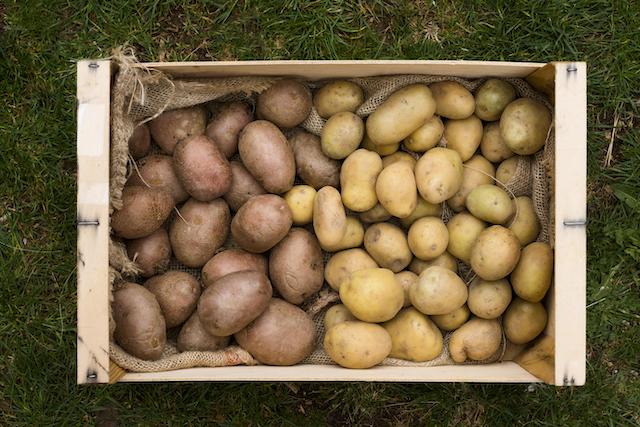 Дачникам Татарстана разъяснили, как сохранить урожай картофеля до весны