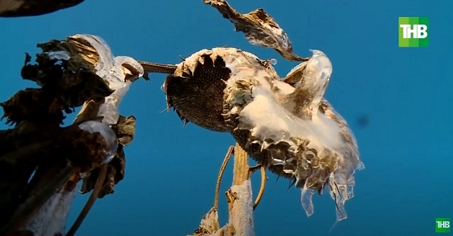 Холодный душ для аграриев: последствия неубранного из-за непогоды урожая в Татарстане