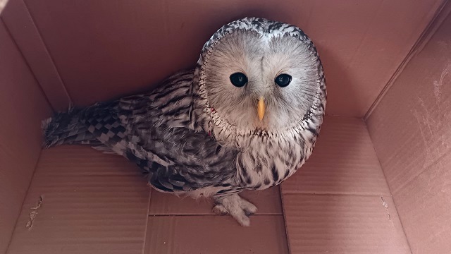 Атакованную воронами краснокнижную сову спасли в Татарстане