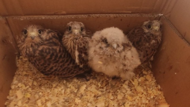 Выпали из гнезда: еще четырех птенцов краснокнижной пустельги спасли в Татарстане