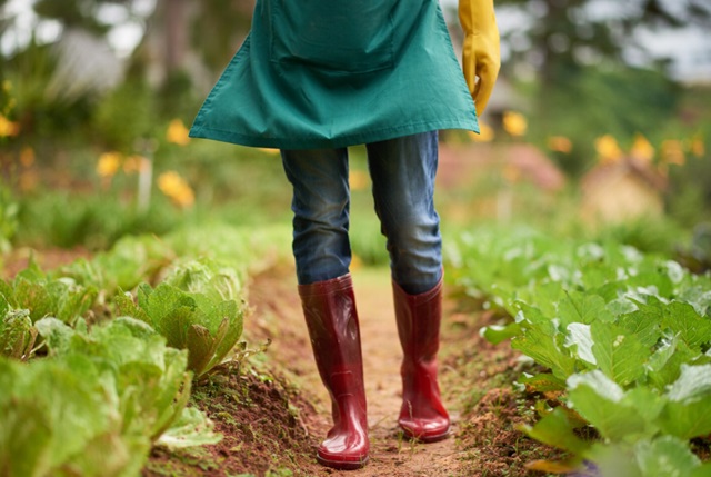 Садоводам Татарстана рассказали, что посадить до осенних заморозков