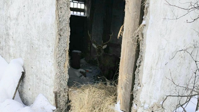 Лесной гость в снежном плену: жители Атнинского района спасают марала от голодной смерти