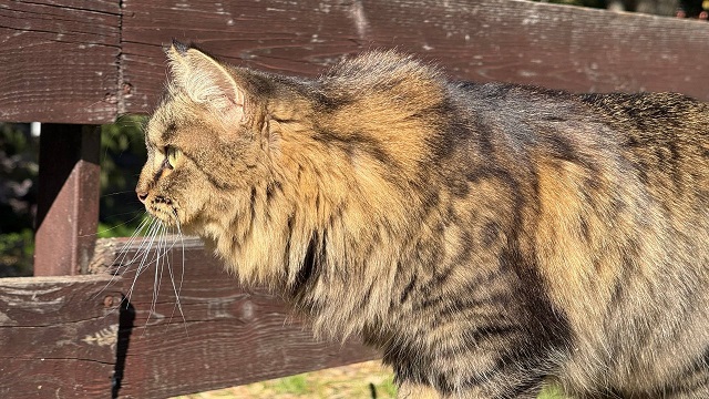 +3тән +21 градуска кадәр: 16 сентябрьгә һава торышы билгеле