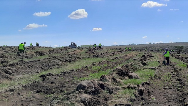 В РТ создали лесные насаждения на площади 635 га