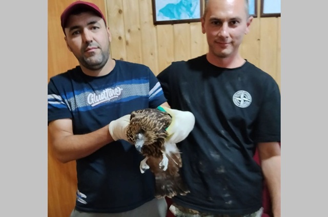 В Татарстане спасли чёрного коршуна, оглушенного машиной