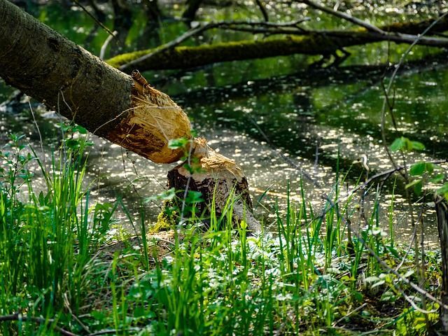 В Татарстане в ходе нацпроекте «Экология» очищено более 3000 км береговых зон