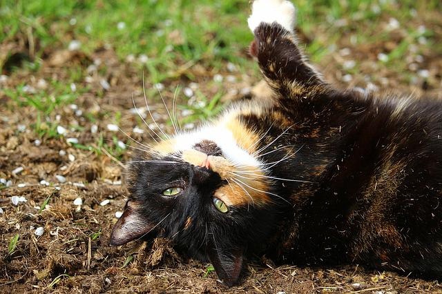 В Татарстане температура воздуха в июне ожидается выше нормы на полградуса