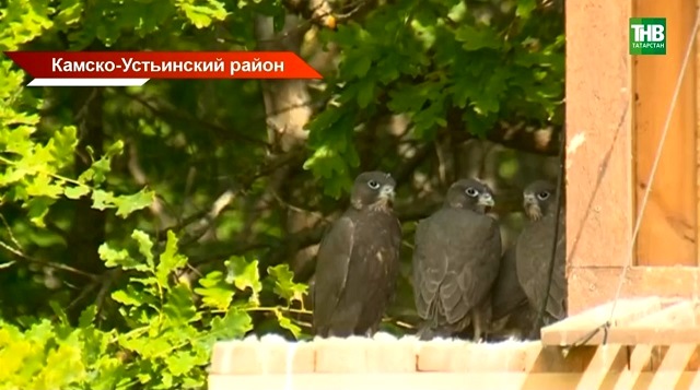 24 сокола-балобана вернулись в природу: как Татарстан спасает редких хищников