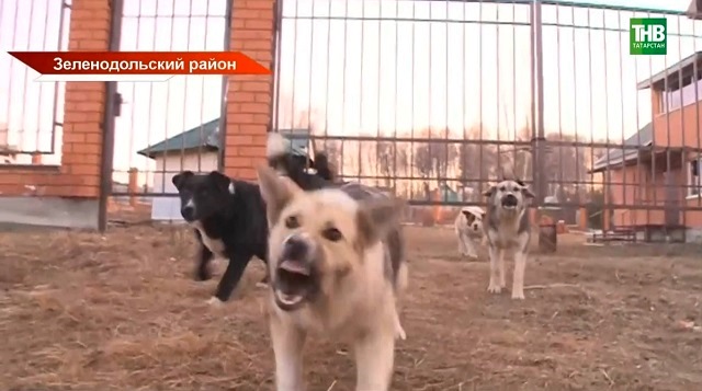 За три месяца почти 2 000 татарстанцев обратились за помощью к медикам после укусов собак