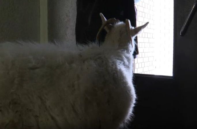 Коза заблудилась в казанской многоэтажке