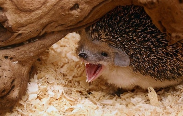 Покусанной ежом жительнице Татарстана пришлось лечиться от бешенства