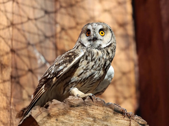 В Казанском зооботсаду поселились четыре новые совы — две из них занесены в Красную книгу Татарстана
