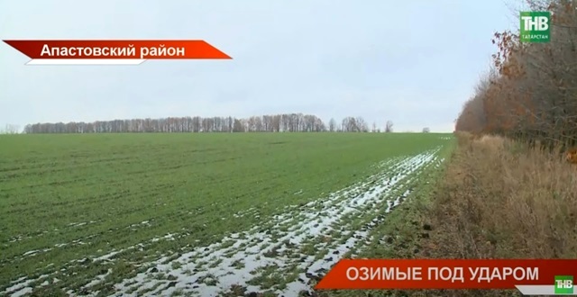 Перезимуют ли озимые: аграрии Татарстана бьют тревогу — часть урожая погибла