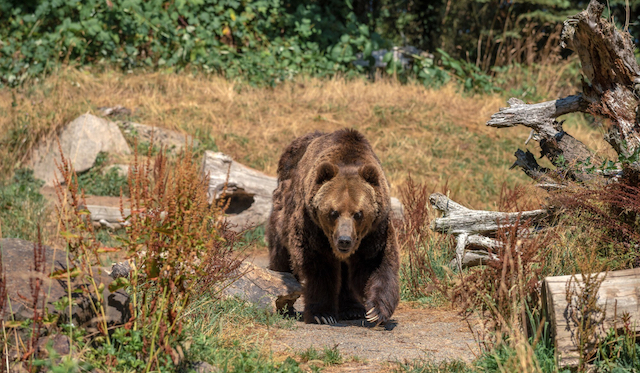 Татарстанцам объяснили, как себя вести при встрече с медведем