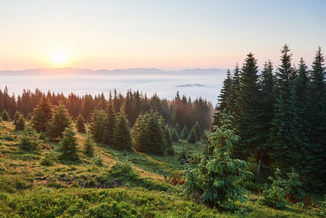 Разрешения на добычу сурка-байбака в Татарстане разыграют по жеребьевке