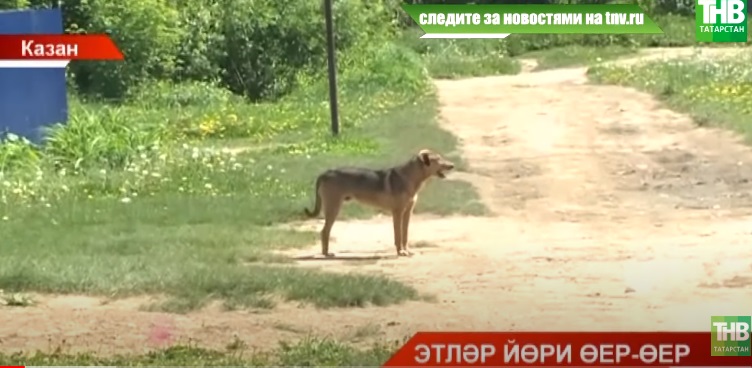 Казанда сукбай этләр кешеләргә ешрак ташлана башлаган