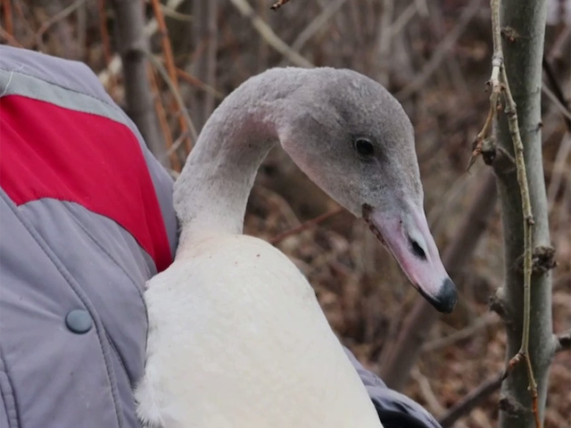Лебедь-кликун по имени Гоша стал новым обитателем казанского зооботсада