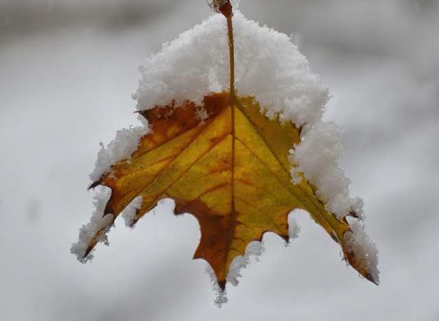 Мокрый снег и похолодание до 0 градусов накроют центр России в ближайшие сутки