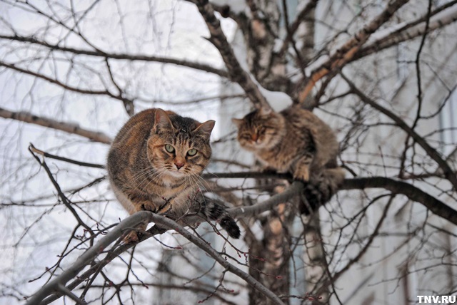 С потепления до +2 градусов начнется последняя неделя января в Татарстане