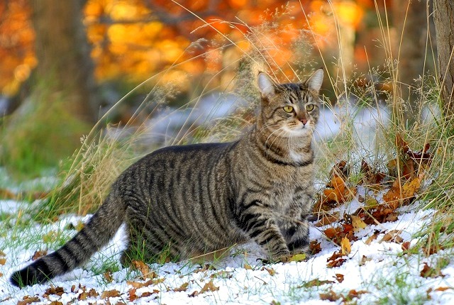 Профессор КФУ Юрий Переведенцев дал прогноз погоды на ноябрь