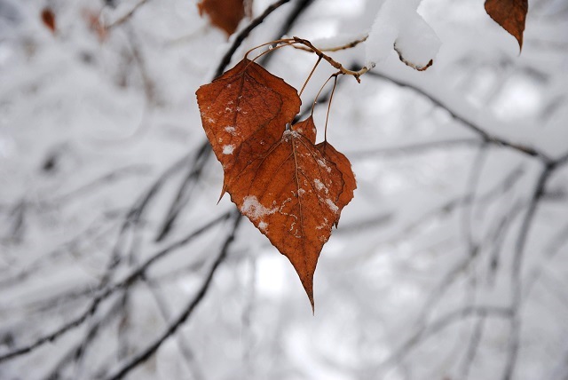 Иртәгә Татарстанда кар һәм көчле җил көтелә