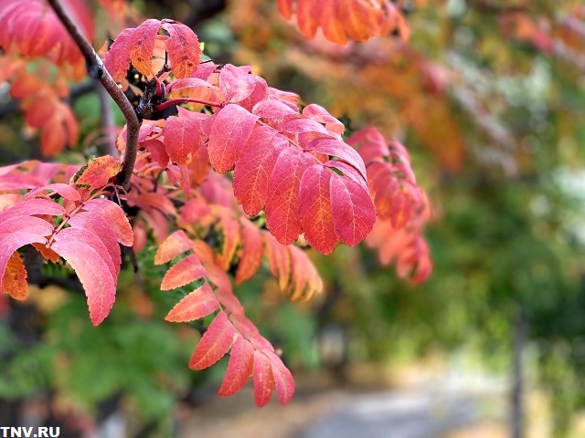 Первые осенние заморозки грядут в Татарстан: дачникам следует подготовиться