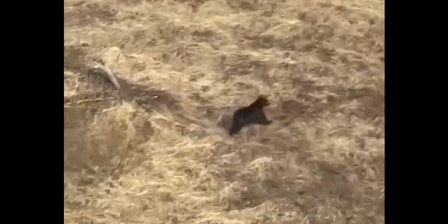 Минниханов запечатлел медведя в одном из лесов Татарстана