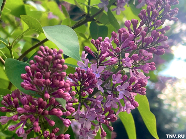 Штраф до 500 000 рублей и тюремный срок грозят за сорванные цветы и деревья в РТ