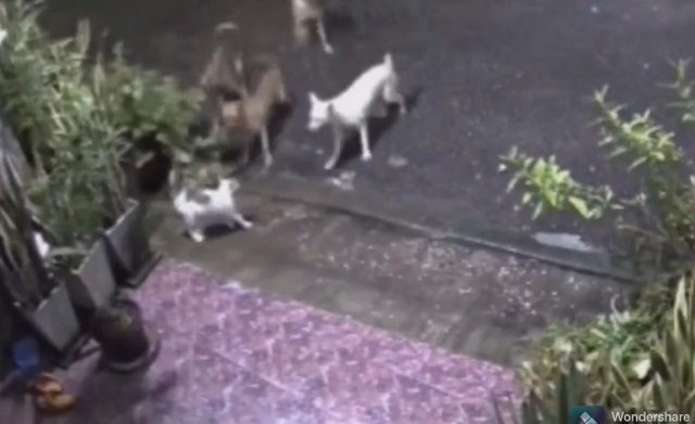 Гроза района: отважная кошка защитила котят от стаи разъяренных собак - видео