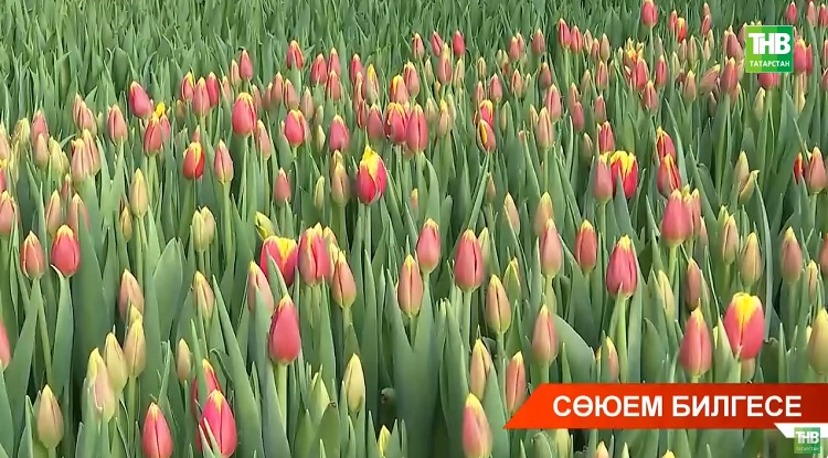 Быел ир-атлар бәйрәмгә нинди чәчәкләрдән җыелган бәйләмнәрне сайлаган?