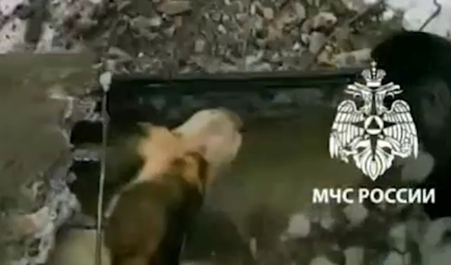 Испугавшихся салютов трех псов спасли из бетонной трубы в Татарстане