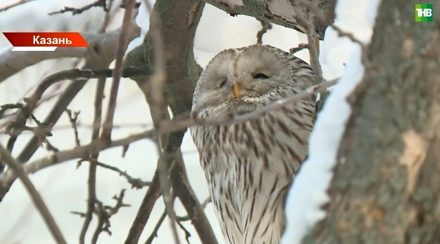 Профессор КФУ: оказавшиеся в непростой ситуации пернатые тянутся к людям в поисках пищи