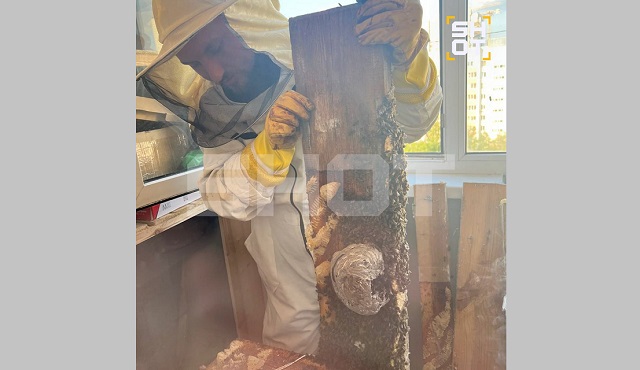 Несколько тысяч пчел обнаружили супруги из Казани на своем балконе, вернувшись из отпуска