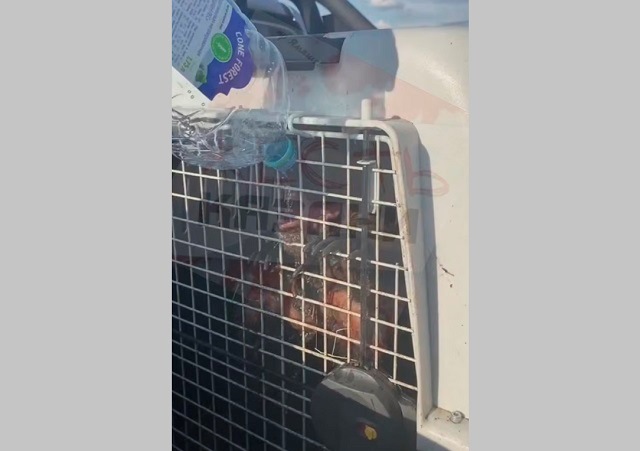 Автомобилиста с пассажиром-медвежонком задержали в Казани