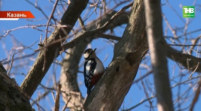 Майский март: каждый последующий день в Татарстане будет теплее предыдущего