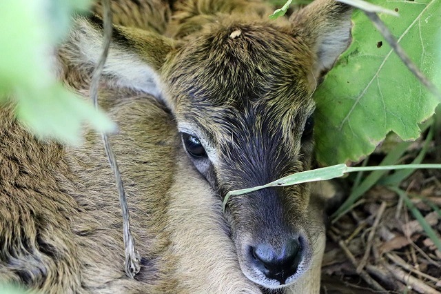 Жителям Казани предложили выбрать кличку для нового обитателя зооботсада - детеныша личи