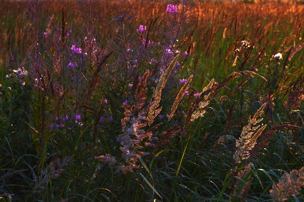 Синоптики дали прогноз на оставшееся лето в Татарстане