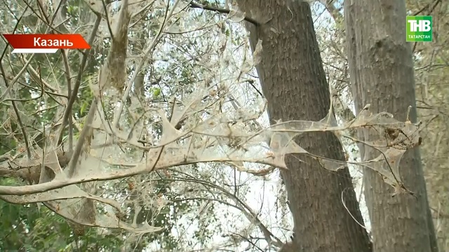 Казань утопает в паутинном коконе: что это за вредители и как город спасается от них