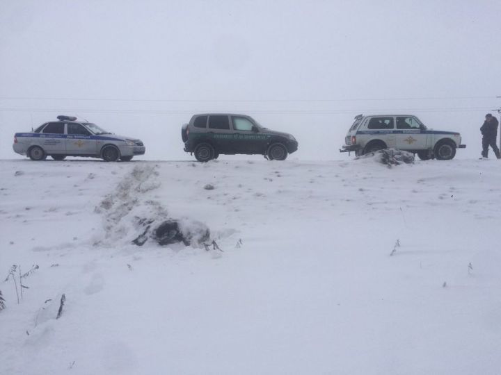 В Татарстане водитель сбил насмерть двух лосей  